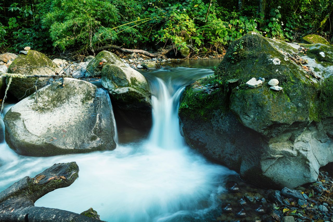 Tranquil creek flowing over rocks in a verdant forest, showcasing natural beauty and calmness.